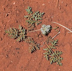 Cymopterus glomeratus
