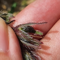 Anchusa azurea image