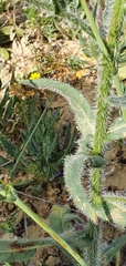 Anchusa azurea image