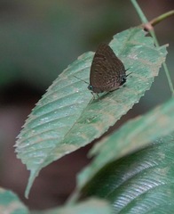 Arhopala athada