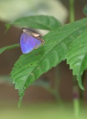 Arhopala athada