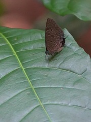 Arhopala athada