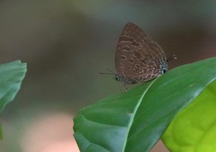Arhopala athada