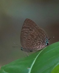 Arhopala athada