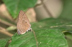 Arhopala athada