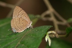 Arhopala athada
