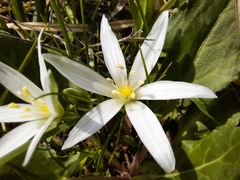 Ornithogalum sintenisii