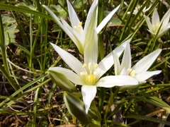 Ornithogalum sintenisii