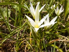 Ornithogalum sintenisii