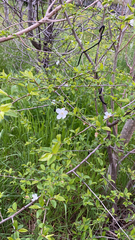 Magnoliopsida