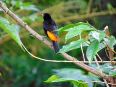 Ramphocelus flammigerus flammigerus