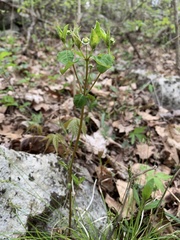 Euphorbia mercurialina