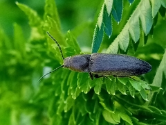 Cidnopus aeruginosus