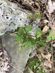 Euphorbia mercurialina