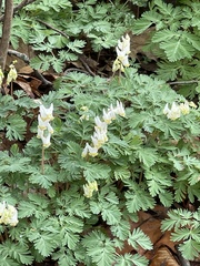 Dicentra cucullaria