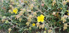 Fumana thymifolia