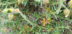 Fumana thymifolia