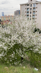 Prunus