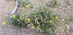 Fumana thymifolia