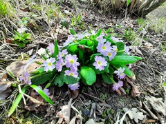Primula vulgaris rubra