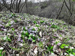 Primula vulgaris rubra