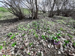 Primula vulgaris rubra