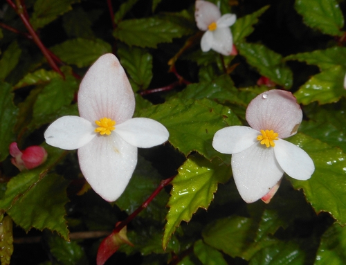 Cuban holly (Begonia cubensis)