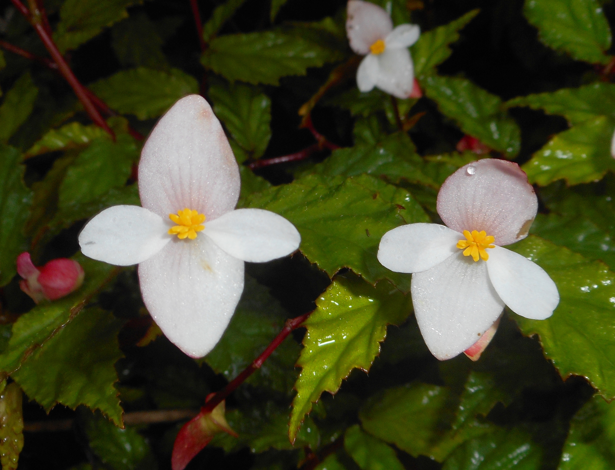 Cuban Holly (Begonia cubensis) · iNaturalist United Kingdom