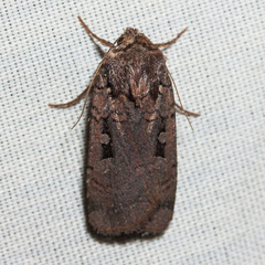 Parabagrotis insularis