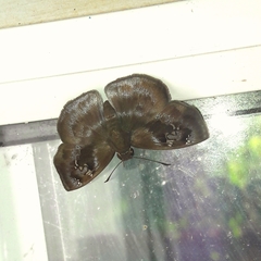 Quadrus u-lucida mimus
