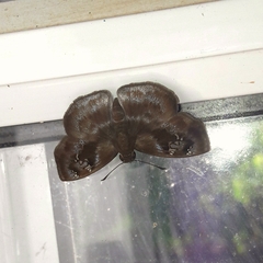 Quadrus u-lucida mimus