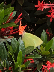 Aphrissa neleis