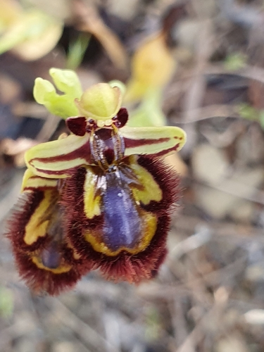 Ophrys speculum image