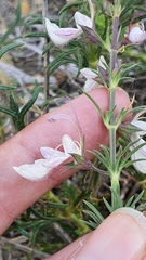 Teucrium pseudochamaepitys image