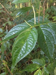 Piperales