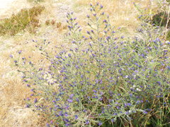 Echium gaditanum