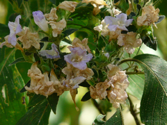 Strobilanthes ixiocephala