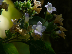Strobilanthes ixiocephala