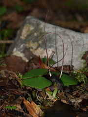 Corybas obscurus