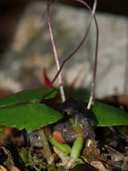 Corybas obscurus