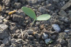 Gymnospermium albertii