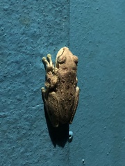 Osteopilus dominicensis