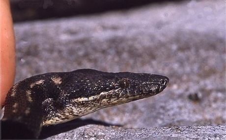 Round Island Boa