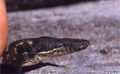 Round Island Boa photo 2
