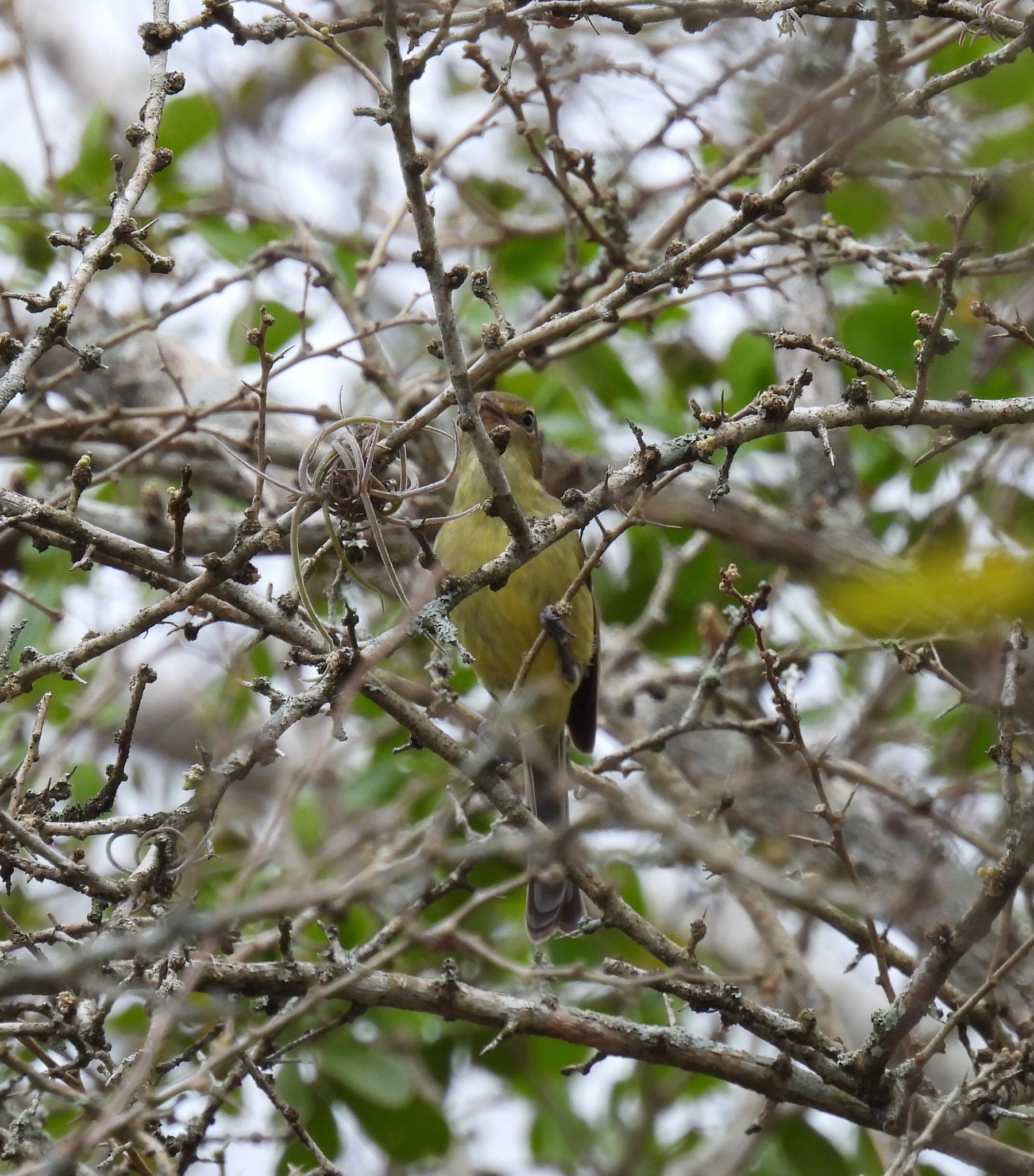 Flat-billed Vireo illustration