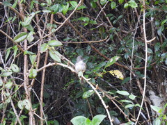 Contopus hispaniolensis