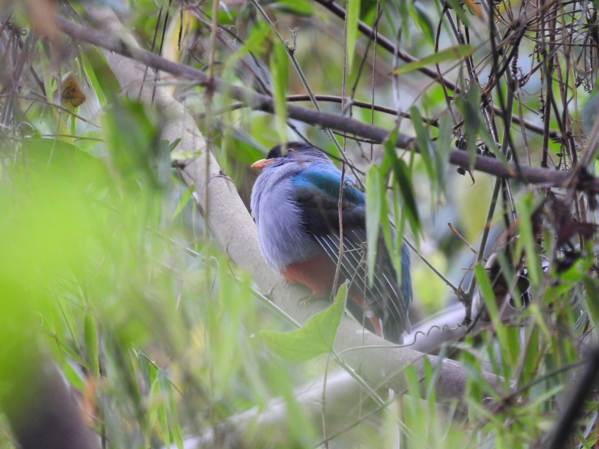 Hispaniolan Trogon illustration