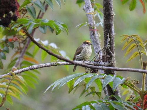 Antillean Piculet (Nesoctites micromegas), photo 10