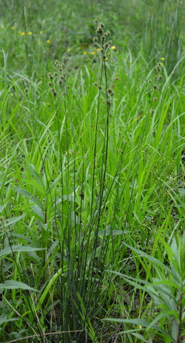 Image of Juncus brachycarpus by (c) Amber M. King, some rights reserved (CC BY)