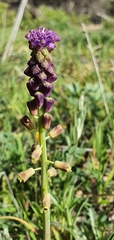 Muscari comosum image